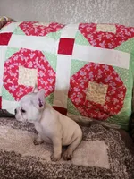 Hondo, a male French Bulldog for sale in Keota, OK – 3 of 7