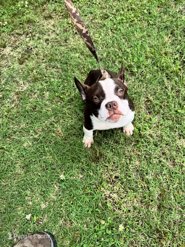 Brandy  – American Bully puppy for sale in Keota, OK