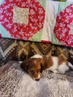 Ember, a female Miniature Dachshund for sale in Keota, OK – 3 of 7