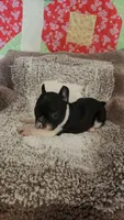 Bobbi-Socks, a female French Bulldog for sale in Keota, OK – 7 of 9
