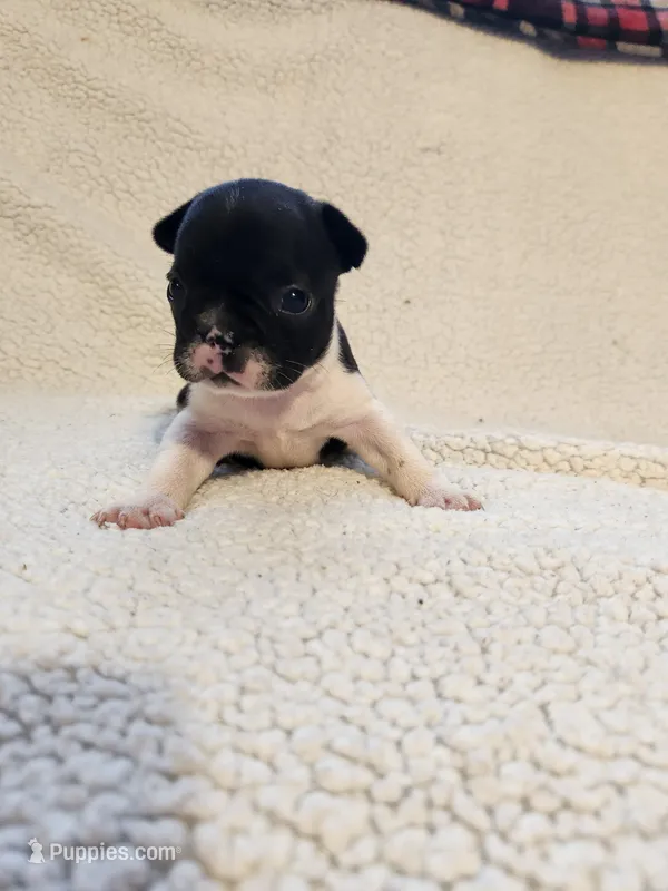 River – French Bulldog puppy for sale in Keota, OK