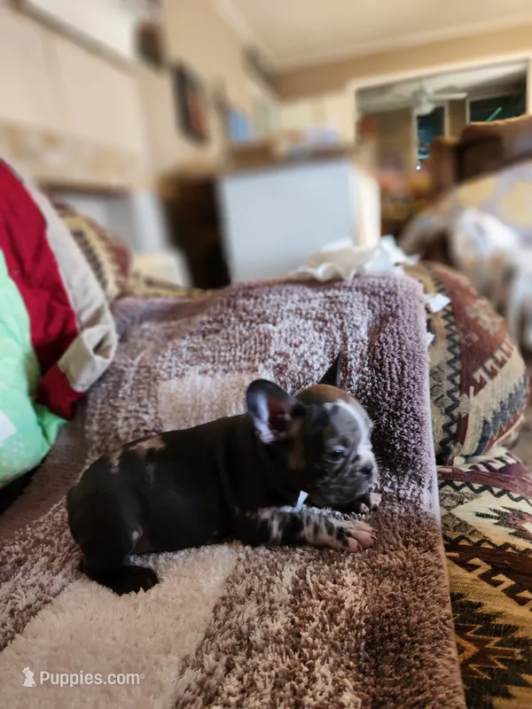 Jazzie  – French Bulldog puppy for sale in Keota, OK