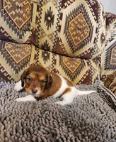 Hawk, a male Dachshund for sale in Keota, OK – 5 of 7