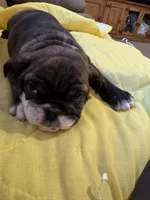 Jane, a female English Bulldog for sale in Keota, OK – Photo 3 of 3