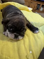 Jane, a female English Bulldog for sale in Keota, OK – Photo 2 of 3