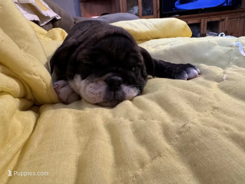 Jane, a female English Bulldog for sale in Keota, OK – Photo 1 of 3