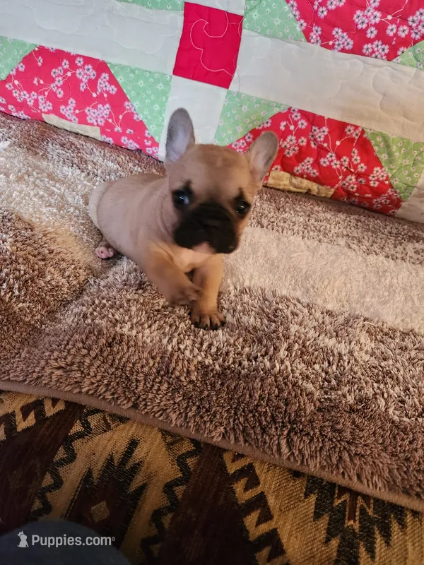 Cinnamon – French Bulldog puppy for sale in Keota, OK