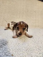 Cookie, a female Dachshund for sale in Keota, OK – 2 of 3