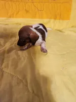 Hawkeye, a male Dachshund and Miniature Dachshund for sale in Keota, OK – Photo 2 of 8