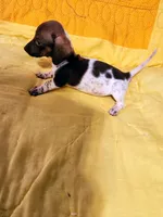 Hawkeye, a male Dachshund and Miniature Dachshund for sale in Keota, OK – Photo 1 of 8