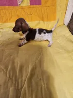 Hawkeye, a male Dachshund and Miniature Dachshund for sale in Keota, OK – Photo 3 of 8