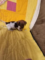 Hawkeye, a male Dachshund and Miniature Dachshund for sale in Keota, OK – Photo 4 of 8