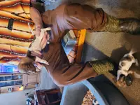 Hawkeye, a male Dachshund and Miniature Dachshund for sale in Keota, OK – Photo 6 of 8