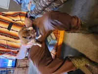 Hawkeye, a male Dachshund and Miniature Dachshund for sale in Keota, OK – Photo 5 of 8