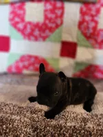 Derby, a male French Bulldog for sale in Keota, OK – 6 of 7