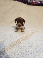 Diesel, a male Dachshund for sale in Keota, OK – 2 of 3