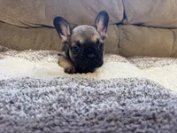 Damon , a male French Bulldog for sale in Keota, OK – 4 of 4