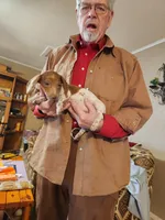 Sabastion, a male Dachshund for sale in Keota, OK – Photo 1 of 4