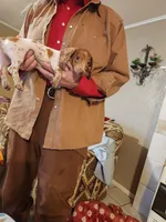 Sabastion, a male Dachshund for sale in Keota, OK – Photo 3 of 4