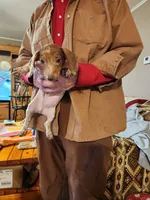 Sabastion, a male Dachshund for sale in Keota, OK – Photo 2 of 4