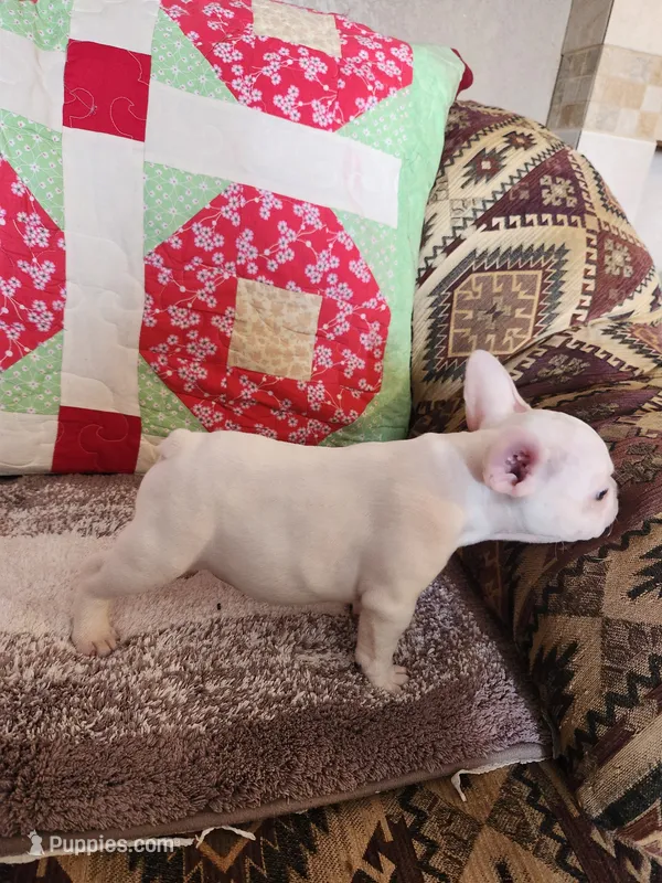 Hondo – French Bulldog puppy for sale in Keota, OK