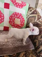 Hondo, a male French Bulldog for sale in Keota, OK – 4 of 7