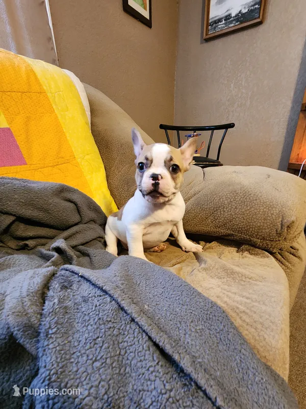 Lolli pop – French Bulldog puppy for sale in Keota, OK