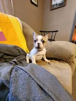 Lolli pop, a female French Bulldog for sale in Keota, OK – 1 of 6
