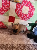 Cinnamon, a female French Bulldog for sale in Keota, OK – 3 of 7