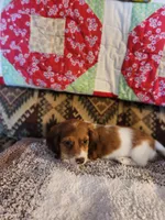 Ember, a female Miniature Dachshund for sale in Keota, OK – 5 of 7