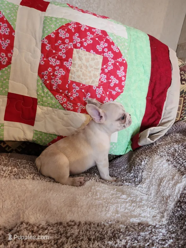Cinnamon Jo – French Bulldog puppy for sale in Keota, OK