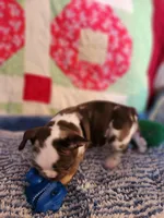 Turbo , a male French Bulldog for sale in Keota, OK – 6 of 7