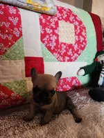 Charm, a female French Bulldog for sale in Keota, OK – 5 of 7