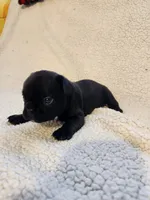 Choc , a male French Bulldog for sale in Keota, OK – 2 of 3