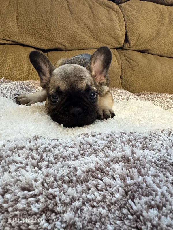 Damon  – French Bulldog puppy for sale in Keota, OK