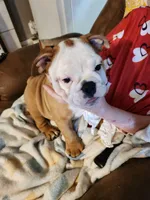 Charm, a female English Bulldog for sale in Keota, OK – 10 of 10