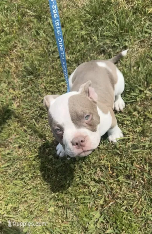 Spike – American Bully puppy for sale in Keota, OK