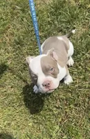 Spike, a male American Bully for sale in Keota, OK – 1 of 6