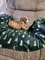 Christmas Special, a male English Bulldog for sale in Keota, OK – Photo 6 of 6