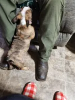 Christmas Special, a male English Bulldog for sale in Keota, OK – Photo 3 of 6