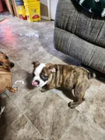 Christmas Special, a male English Bulldog for sale in Keota, OK – Photo 1 of 6