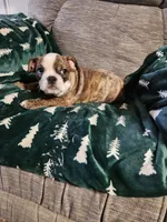 Christmas Special, a male English Bulldog for sale in Keota, OK – Photo 5 of 6