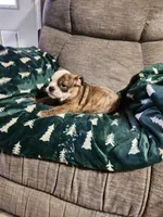Christmas Special, a male English Bulldog for sale in Keota, OK – Photo 4 of 6