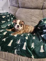 Christmas Special, a male English Bulldog for sale in Keota, OK – Photo 2 of 6