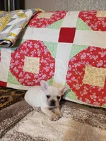 Ivory Rose, a female French Bulldog for sale in Keota, OK – 8 of 8