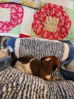 Turbo , a male Dachshund for sale in Keota, OK – 5 of 10