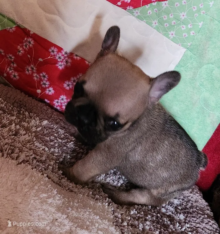 Charm – French Bulldog puppy for sale in Keota, OK