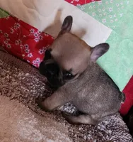 Charm, a female French Bulldog for sale in Keota, OK – 1 of 7