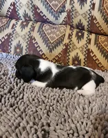 Gidget, a female Dachshund for sale in Keota, OK – 4 of 8