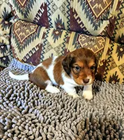 Hawk, a male Dachshund for sale in Keota, OK – 2 of 7